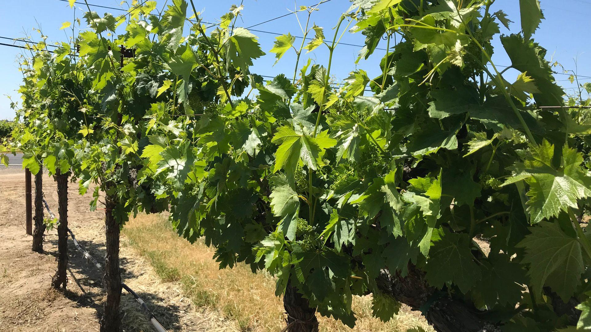 California Zinfandel vineyard