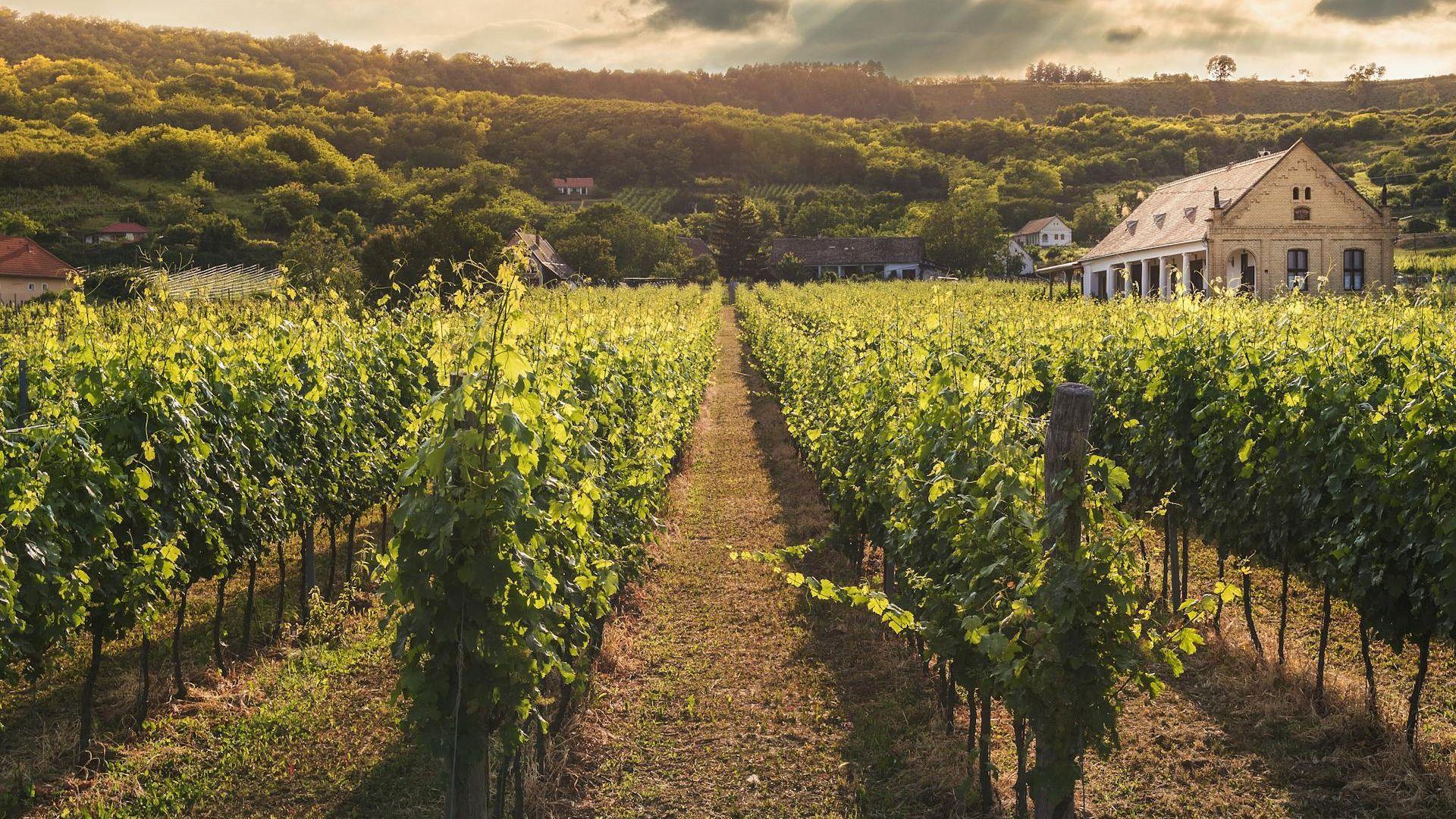 Vineyard at dusk 